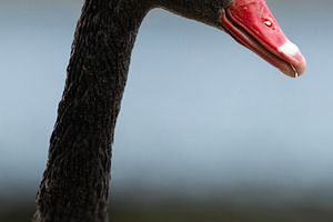 Black Swan Bird