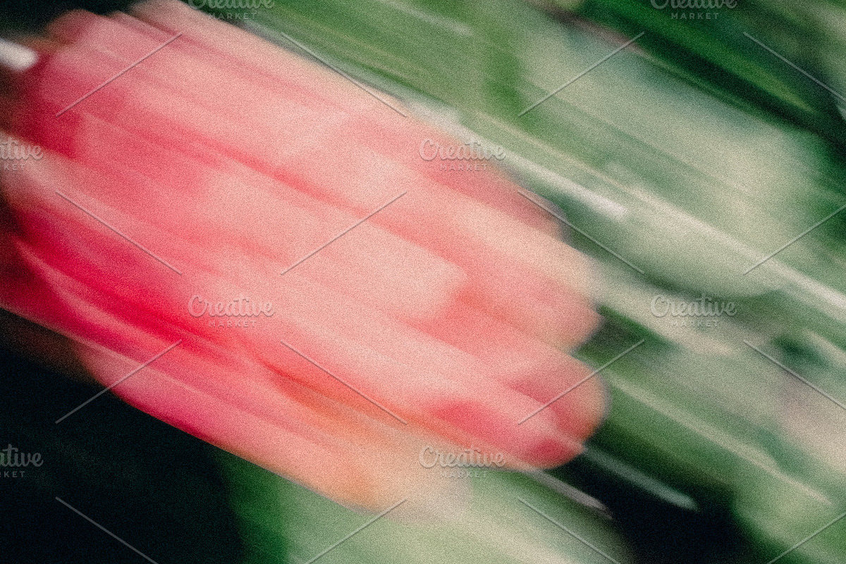 FlowerBloom 3 - Fine Art Photography, an Abstract Photo by Marie Dumora (Photo 5 of 5)