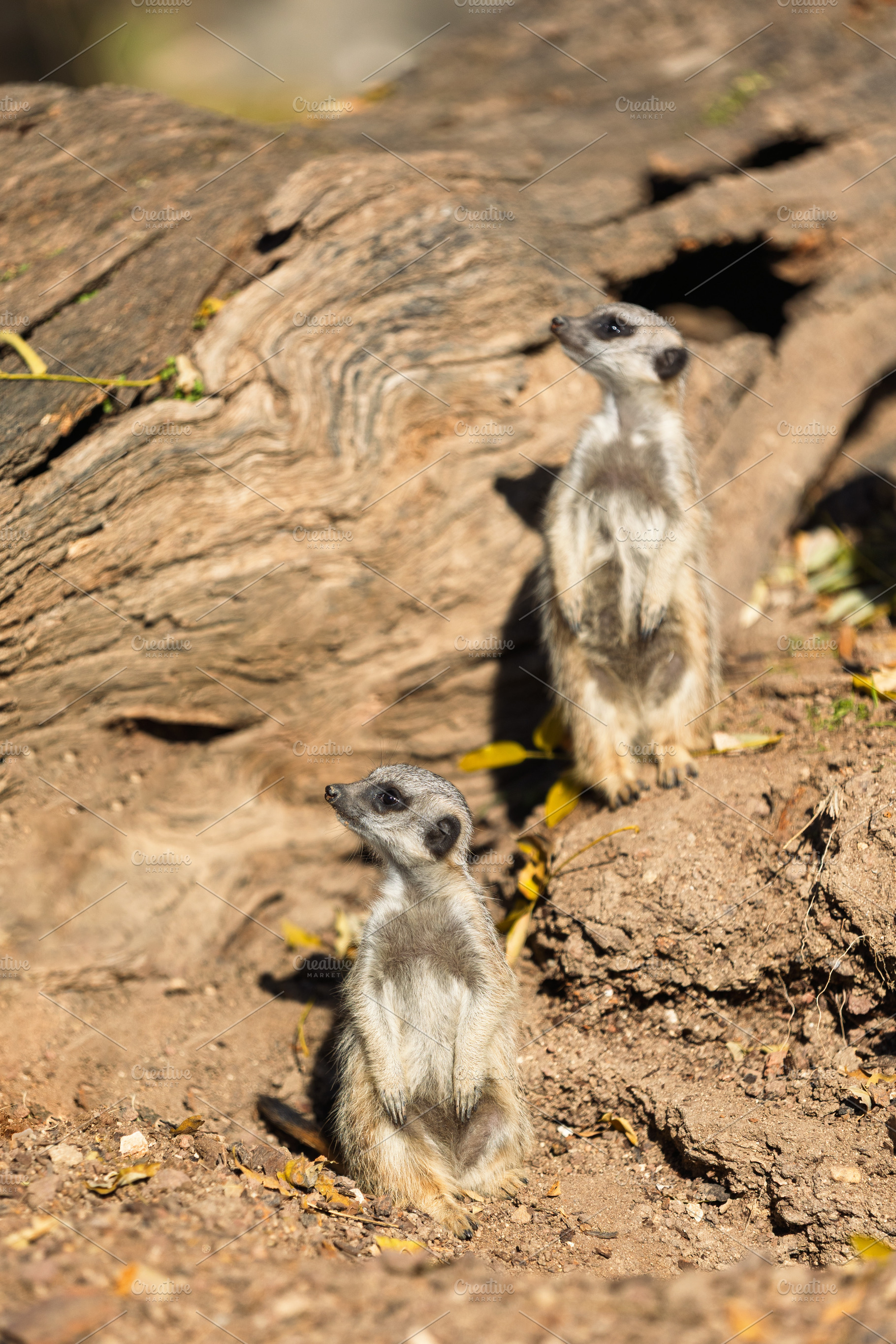 Pair of alert meerkats on dry ground, an Animal Photo by Perpis