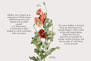 Selukar - Vintage Display Serif Font, a Serif Font by Artflorara (Thumbnail 3 of 15)
