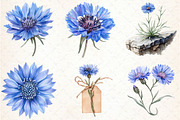 Blue Watercolor Cornflower Clipart, an Illustration by Libby Wishes (Thumbnail 4 of 5)