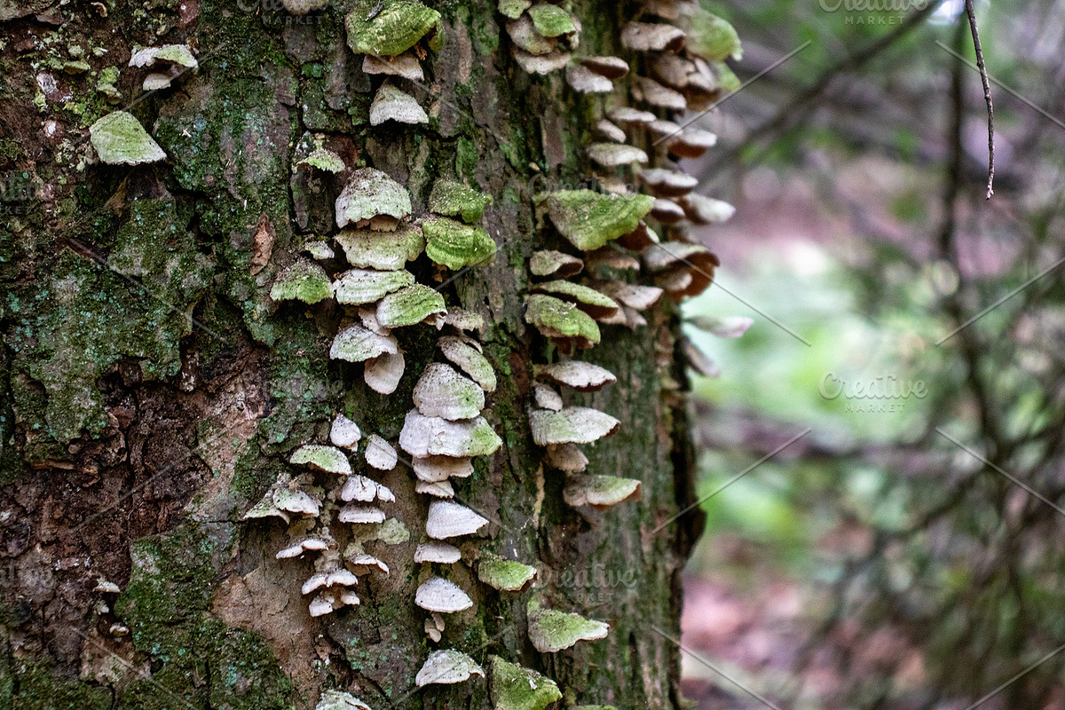 Mushrooms In The Forest Photography, a Nature Photo by Full Circle Design Studio (Photo 26 of 38)