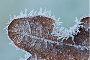 Frost Ice Crystals Formed on Winter, a Background Photo by Lukas Jonaitis SHOP