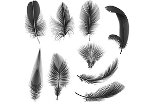 Realistic Feathers Collection