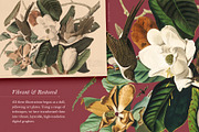 90 Vintage Birds of America, an Illustration by The Object Atlas (Thumbnail 3 of 9)