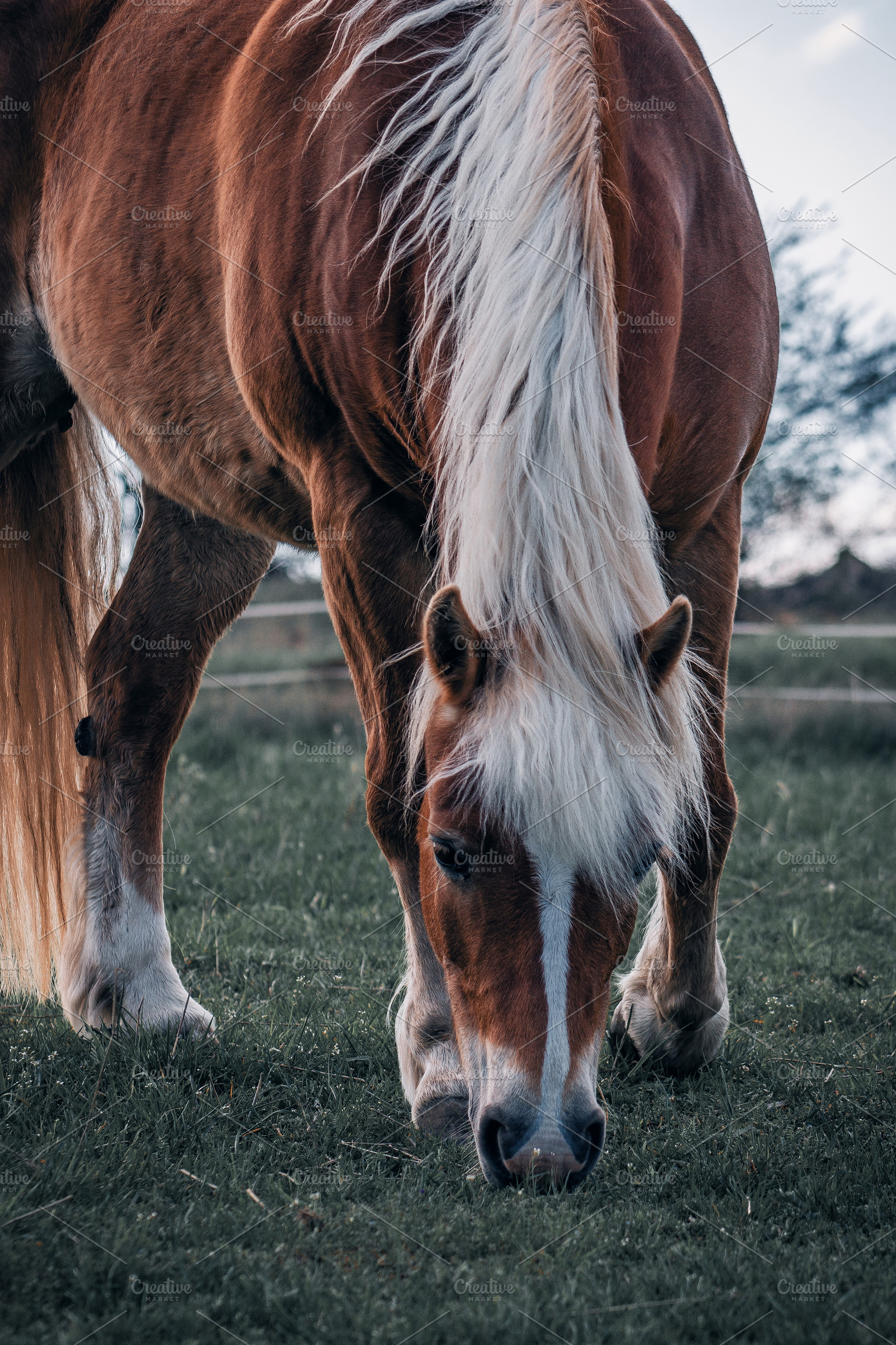 Horse #2, an Animal Photo by jakub_kopecky