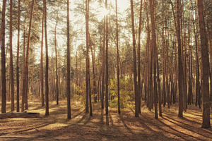 Autumn forest background stock photo containing tree and beautiful