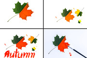 Painted Maple Leaves, an Arts & Entertainment Photo by pictures for you (Thumbnail 1 of 2)