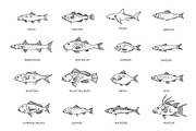Saltwater Fish Set, an Outline Icon by Tettygreen (Thumbnail 2 of 2)