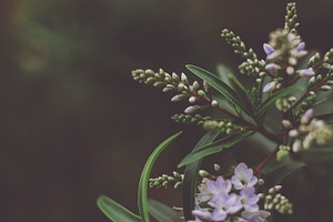 Delicate purple flowers, a Nature Photo by René Jordaan Photography