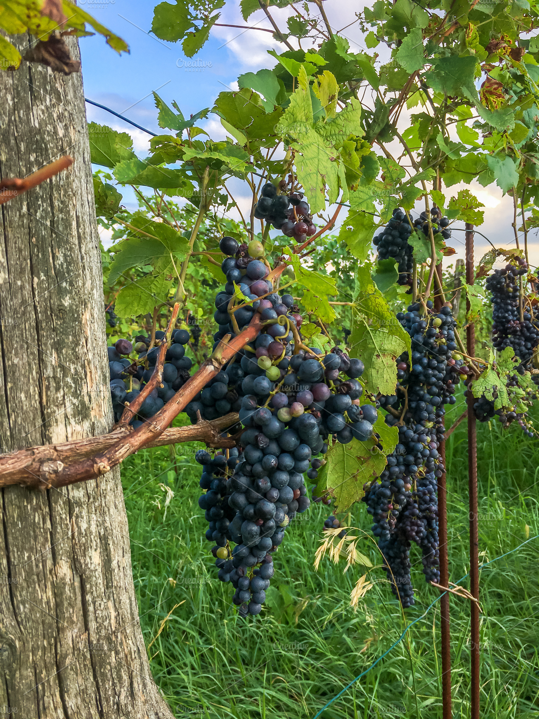 Vineyard, a Nature Photo by KYNA STUDIO