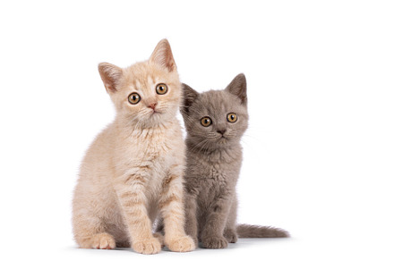 British Shorthair cat on white background, an Animal Photo by Cat'chy Images by Nynke