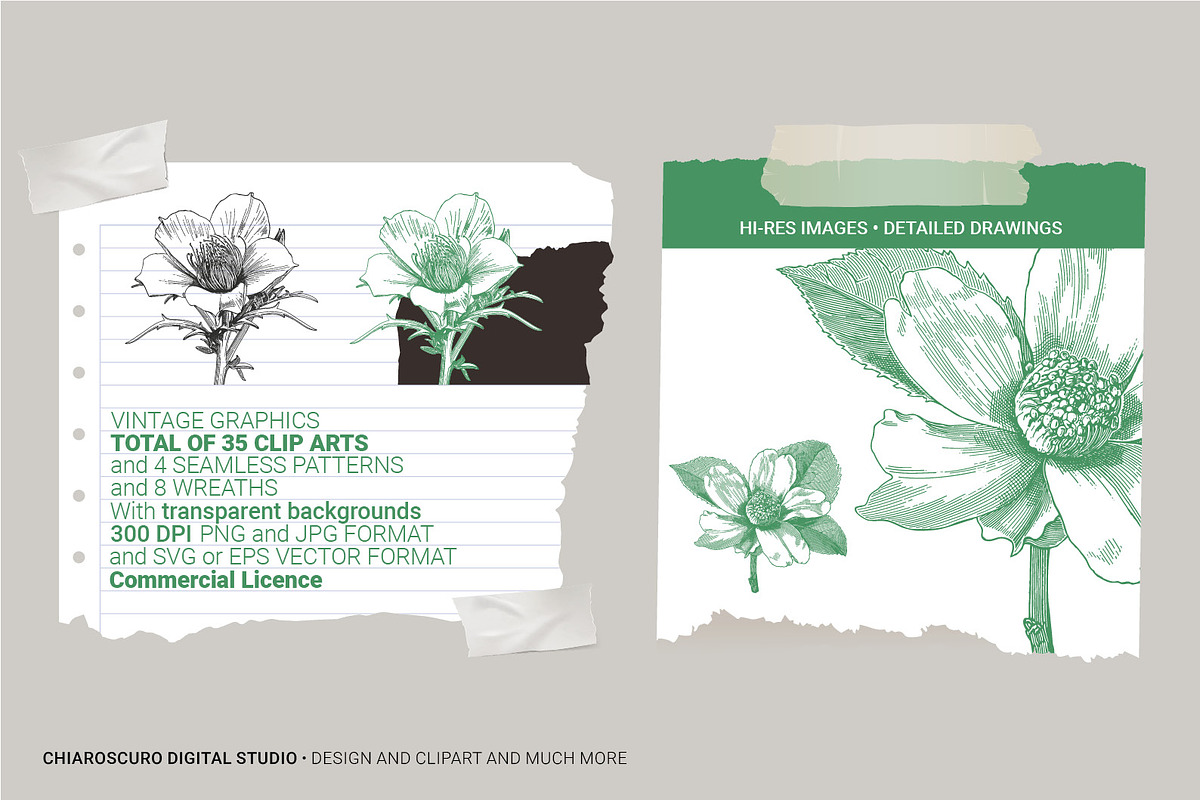 Vintage Botanical Vector Set, a Decorative Illustration by Pingebat (Photo 7 of 18)