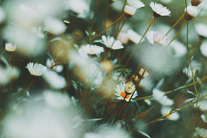 White Daisy Portrait, a Nature Photo by René Jordaan Photography