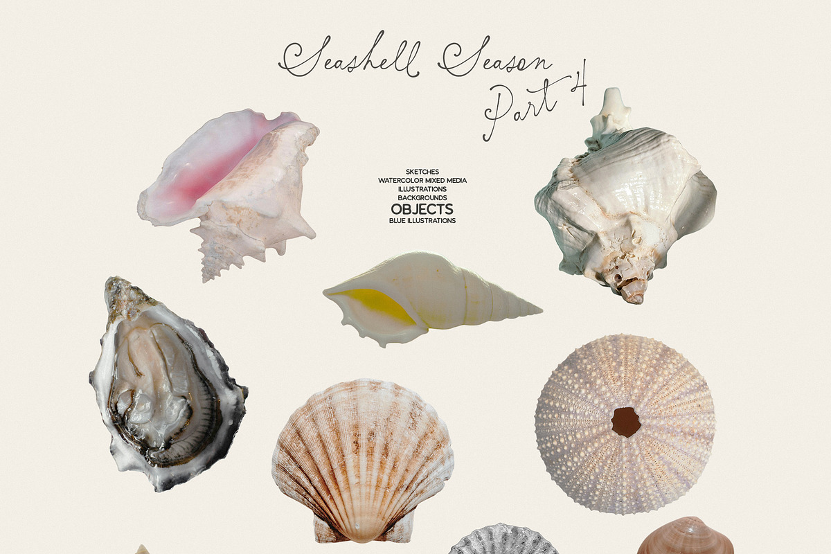 Seashell Season – Coastal Pack, an Object Graphic by Purple (Photo 9 of 12)