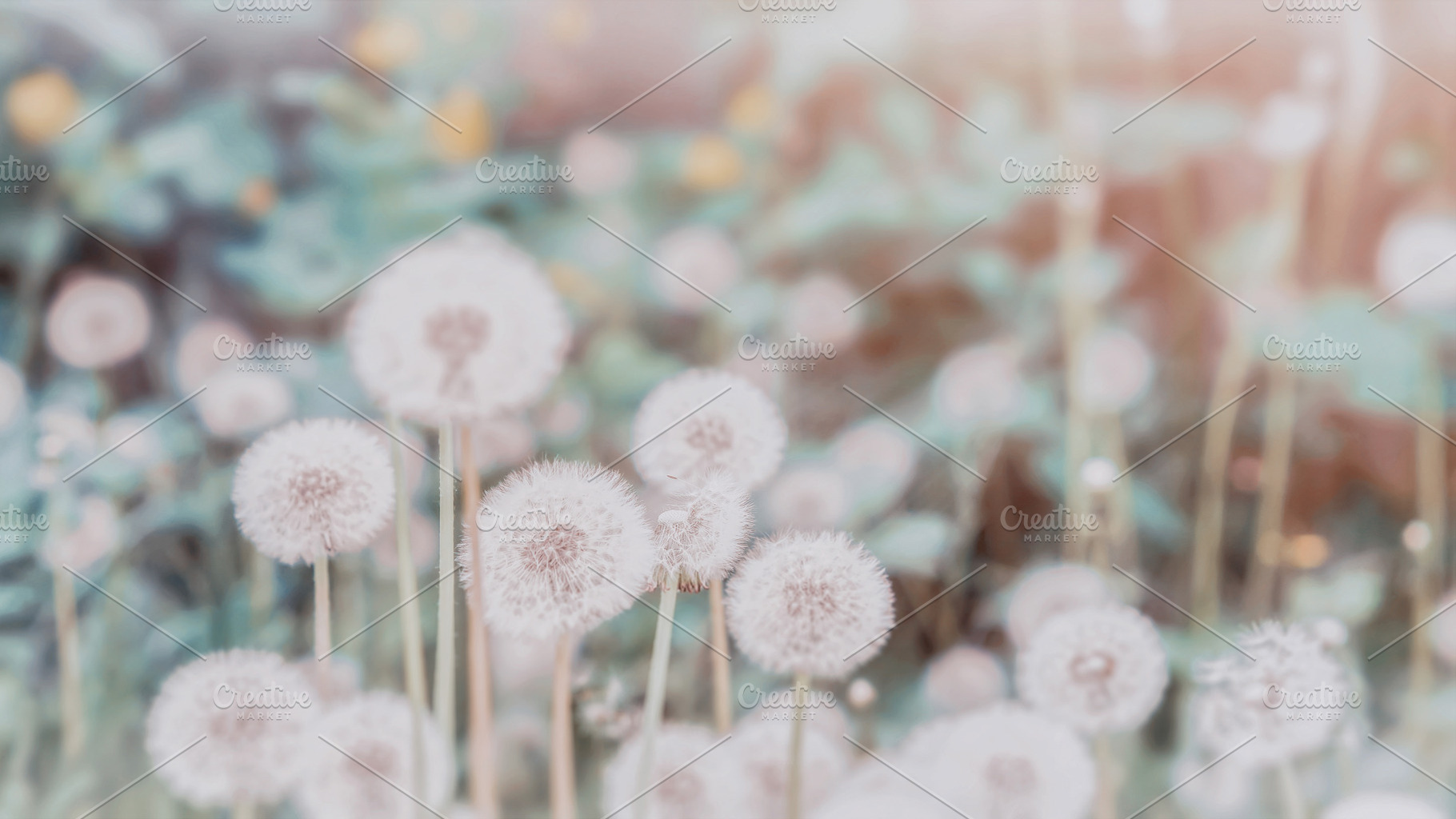 White dandelions stock photo containing beauty and flora, a Nature Photo by Vladimir Kazimirov