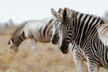 African zebra, an Animal Photo by Kzara Visual Concepts