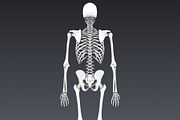Human skeleton rigged, a Characters & Person 3D Model by konstantin.ermolaev (Thumbnail 16 of 27)