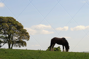 Grazing in High Bradfield Photograph