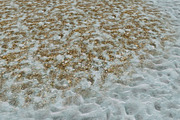 AUTUMN AND WINTER TEXTURE PACK, a Textures & Material 3D Model by Beatheart Creative Studio (Thumbnail 29 of 58)