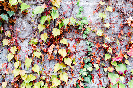 Grey brick wall with plants around, an Abstract Photo by José Manuel Gelpi