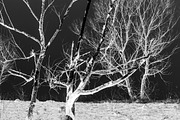 The scorched earth, a Nature Photo by Schreibikus (Thumbnail 2 of 3)