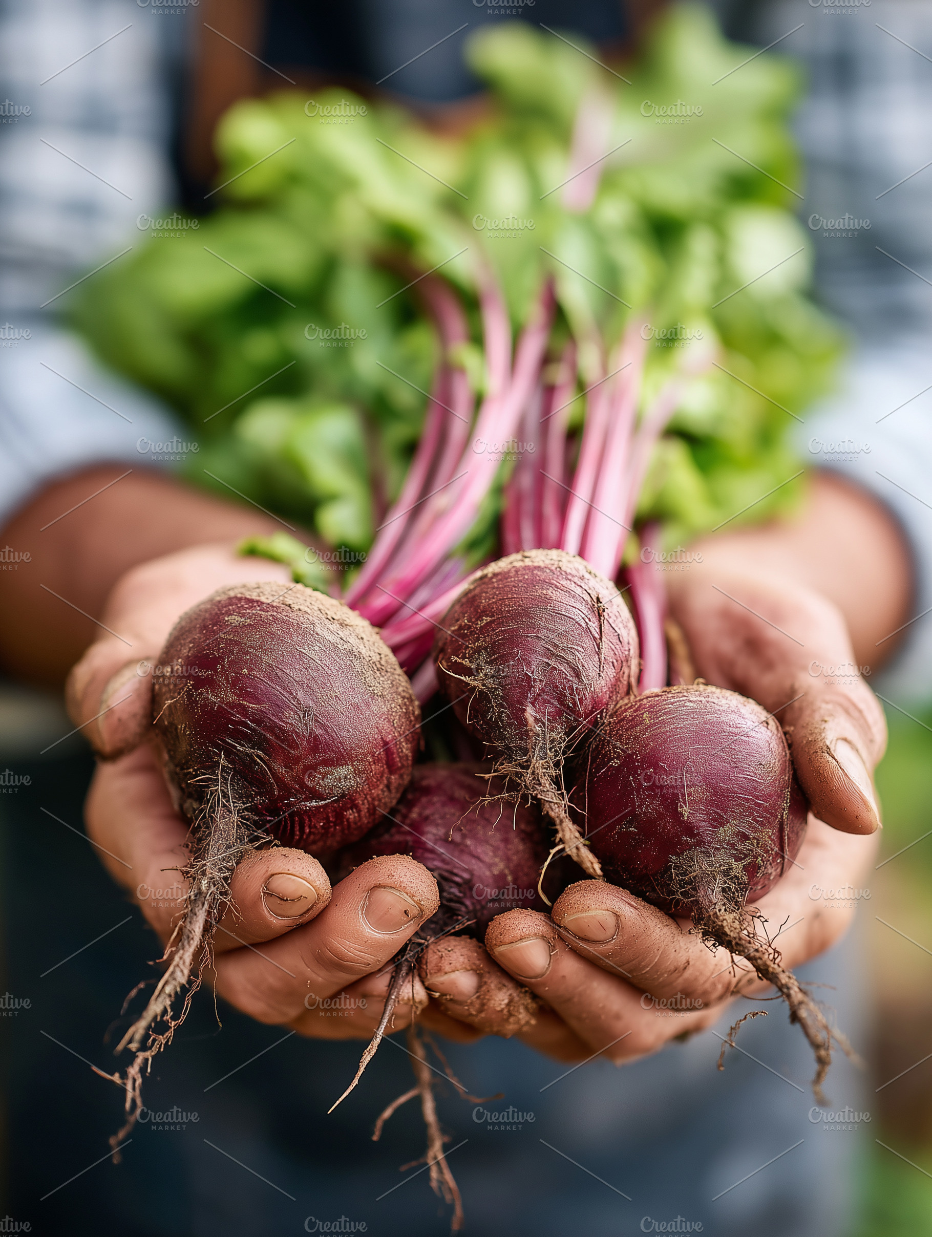 Fresh organic beetroots with green, a Food & Drink Photo by MistyDay