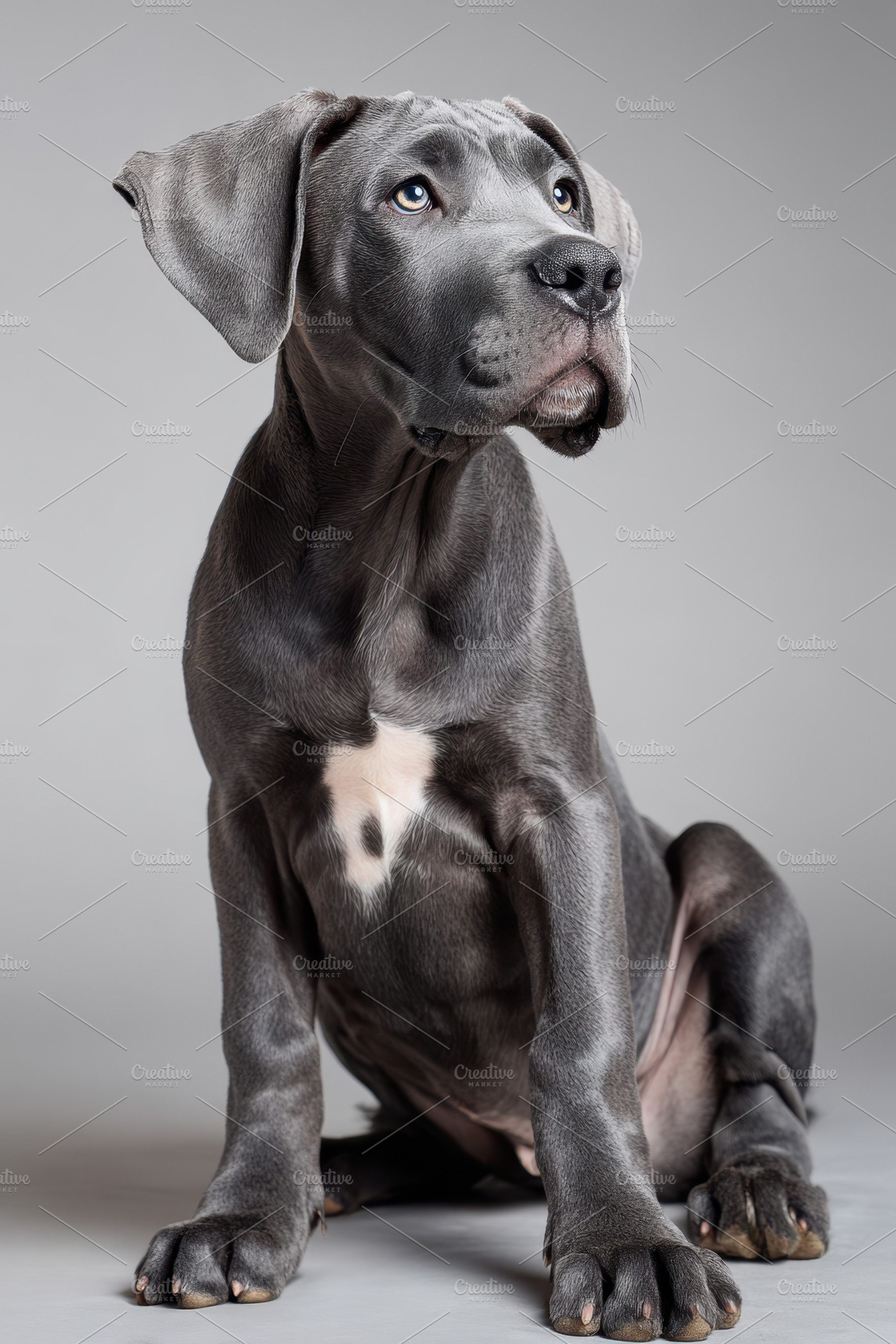 Close-up portrait of a gray dog, an Animal Photo by AlyaAnd