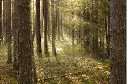 The sun's rays make their way, a Nature Photo by Diary of impressions
