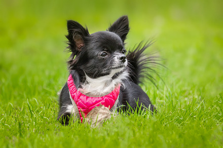 Funny little chihuahua dog plays on, an Animal Photo by AlexBush