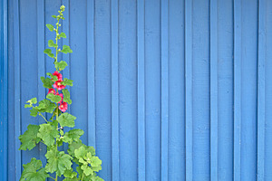 Flower against blue wooden wall, a Nature Photo by BOOCYS