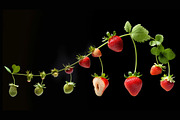 Berry Art. 33 images, a Food & Drink Photo by Handmadefont (Thumbnail 3 of 10)