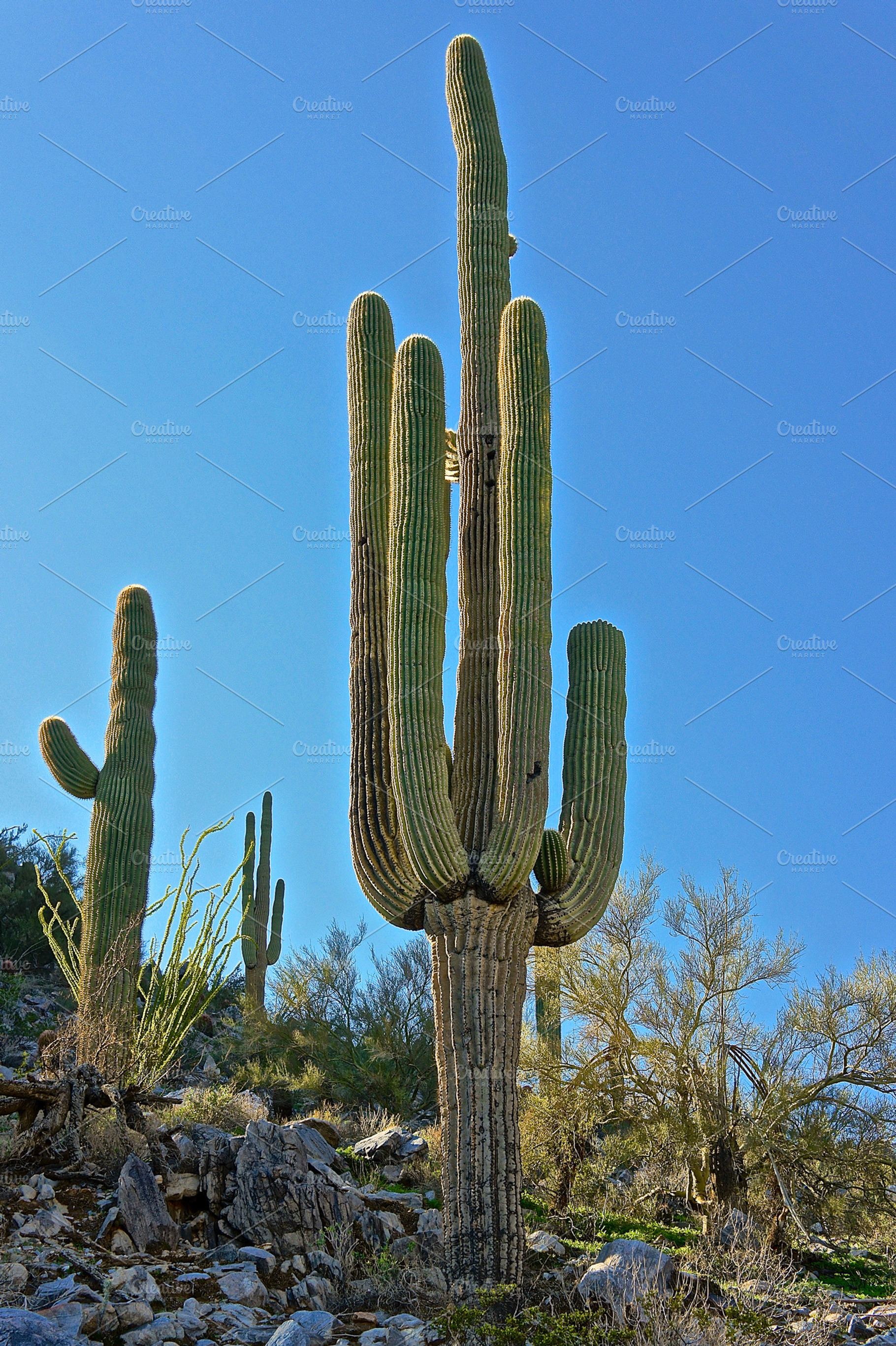 Classic Saguaro