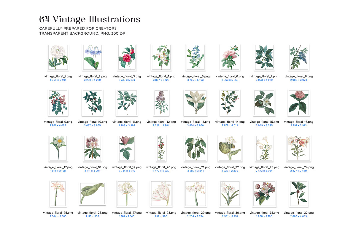 Vintage Botanical Illustrations 2, a Decorative Illustration by likorbut (Photo 5 of 9)