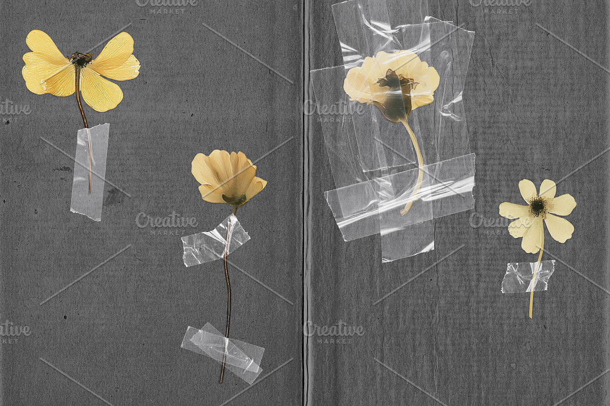30 Isolated Clear Plastic Tape Piece, an Object Graphic by smishura (Photo 4 of 5)