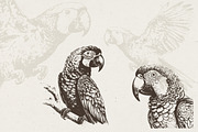 260 Birds Illustrations, an Animal Illustration by Nocturnal Wolf (Thumbnail 3 of 13)
