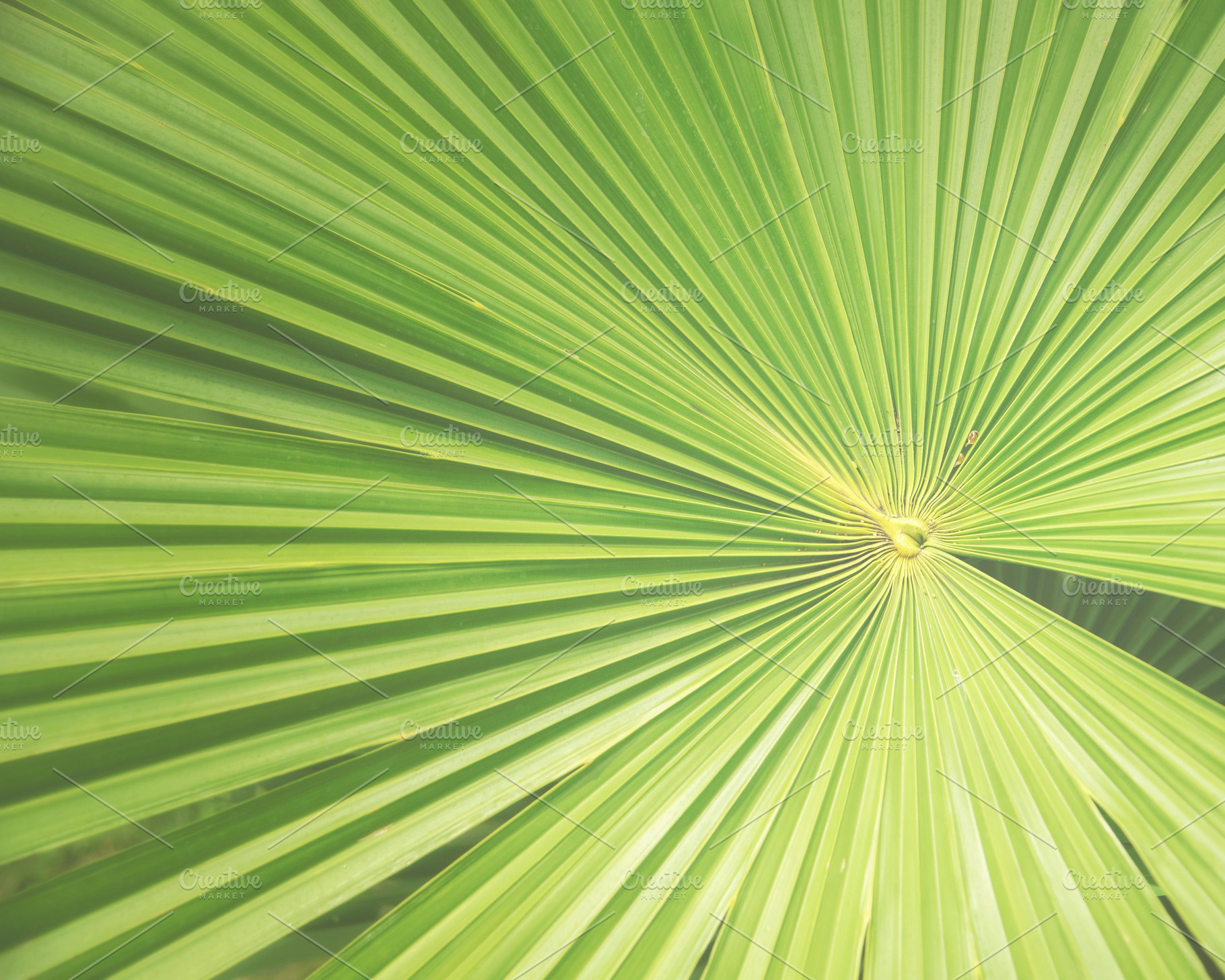 Tropical Palm Leaf, a Background Photo by kristiangallagher