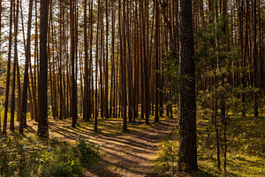 Green moss and grass on a ground in tall pine forest with hiking trail. An outd, a Nature Photo by Eugene_Photo