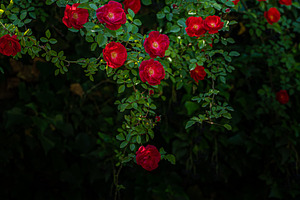 Bright red rose blooming in the park, a Nature Photo by Anna Bogush