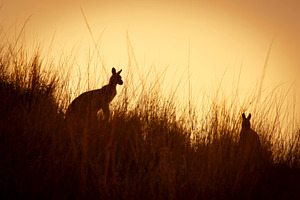 Outback Kangaroo Silhouettes, an Animal Photo by THP Creative
