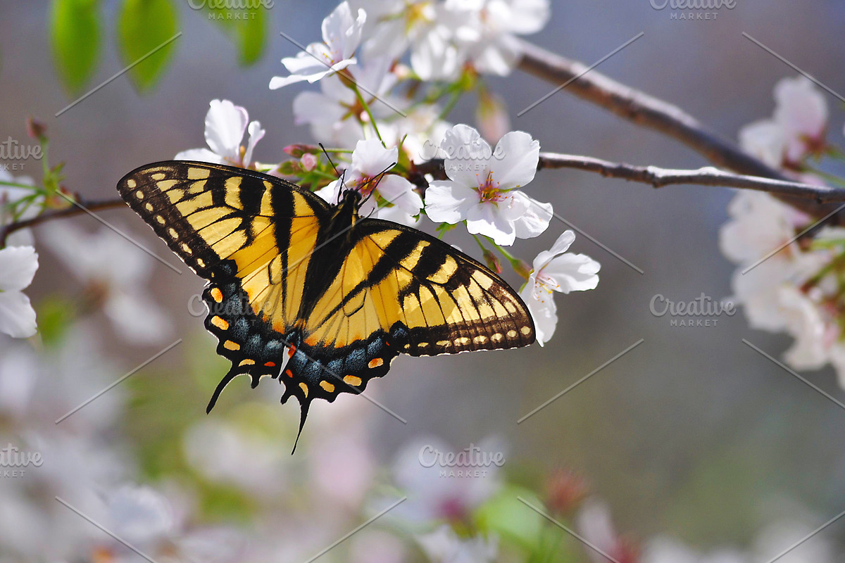 Butterfly containing butterfly, monarch, and spring, an Animal Photo by KABSPHOTOGRAPHY (Photo 1 of 2)