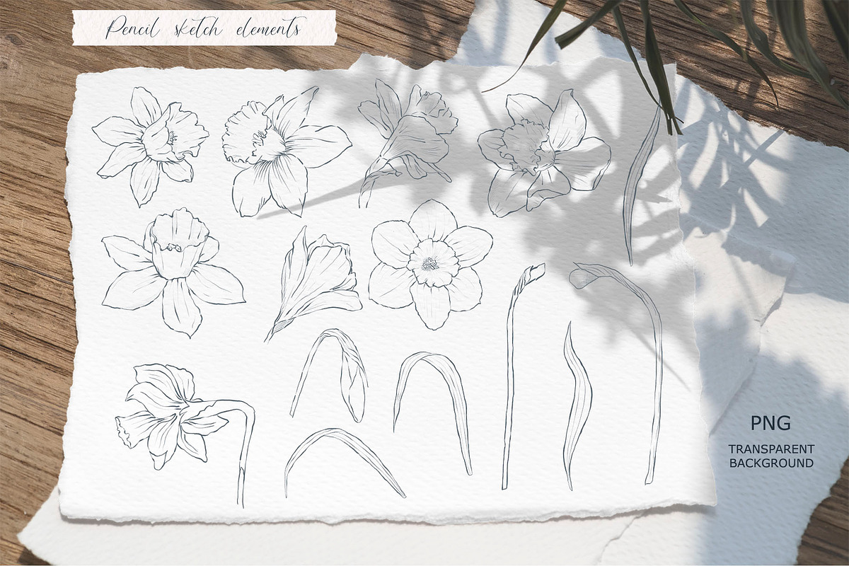 Watercolor and sketch daffodils, a Decorative Illustration by TatiArti (Photo 10 of 13)