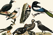 Black Birds Collection, an Animal Illustration by Lilithcollageart (Thumbnail 6 of 7)