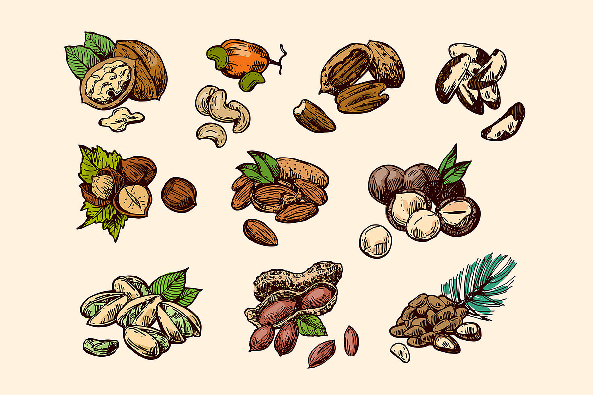 Nuts sketch, a Food Illustration by Steshnikova (Photo 3 of 5)