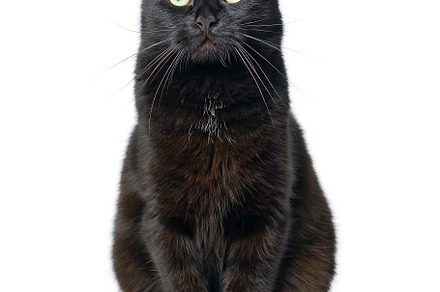 Black cat is sitting on a white stock photo containing black cat and white, an Animal Photo by FedotovAnatoly