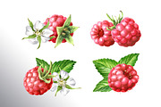 Summer Raspberries. Watercolor set, a Food Illustration by Daria Ustiugova (Thumbnail 7 of 26)