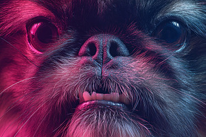 Vibrant close-up portrait of a small dog with expressive face, i, an Animal Photo by Ales Munt
