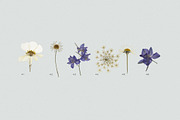 BUNDLE - Dry Flowers & Leaves, an Object Graphic by Sparrow & Snow (Thumbnail 17 of 28)