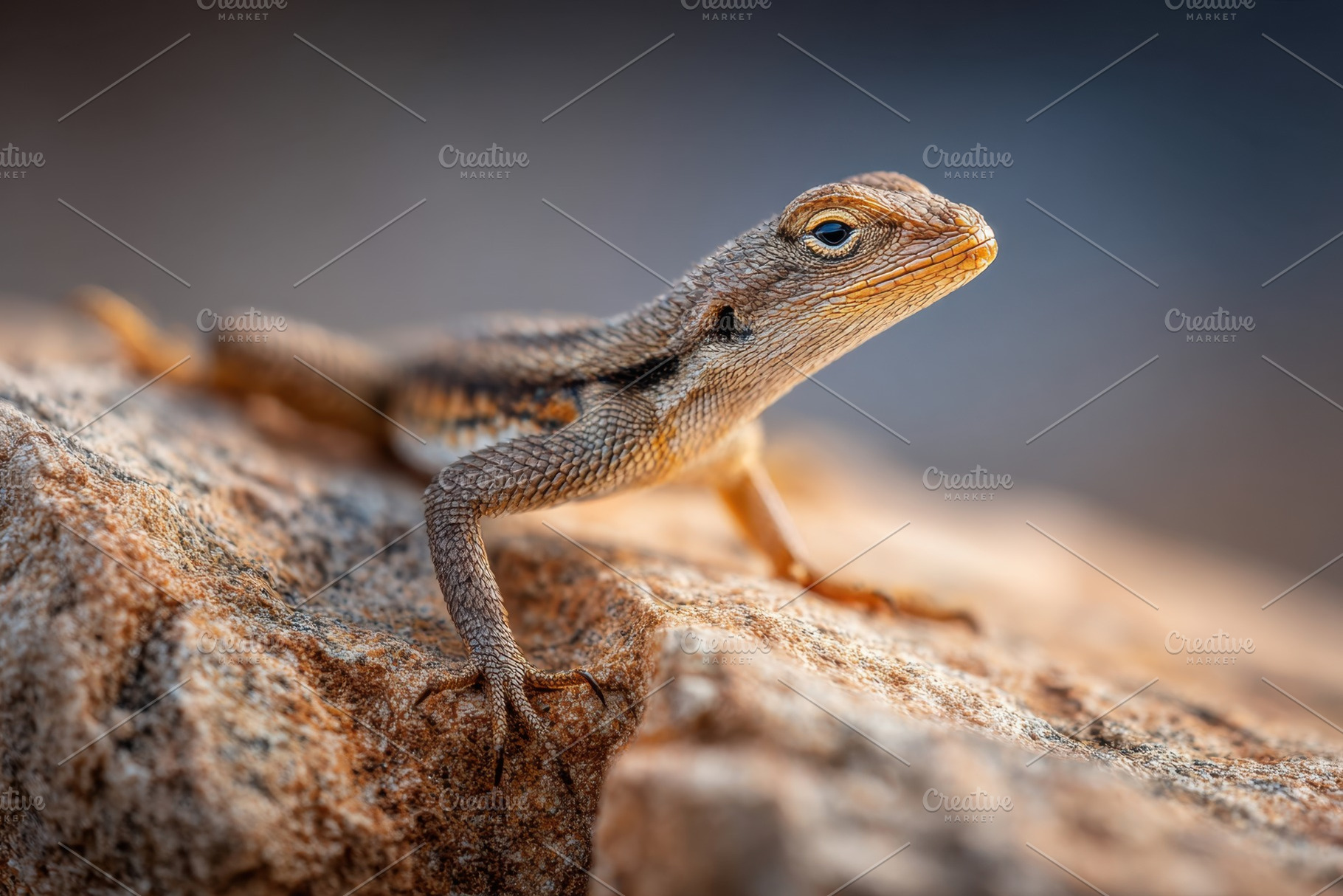 Close-up of a lizard on a rock, an Animal Photo by AlyaAnd