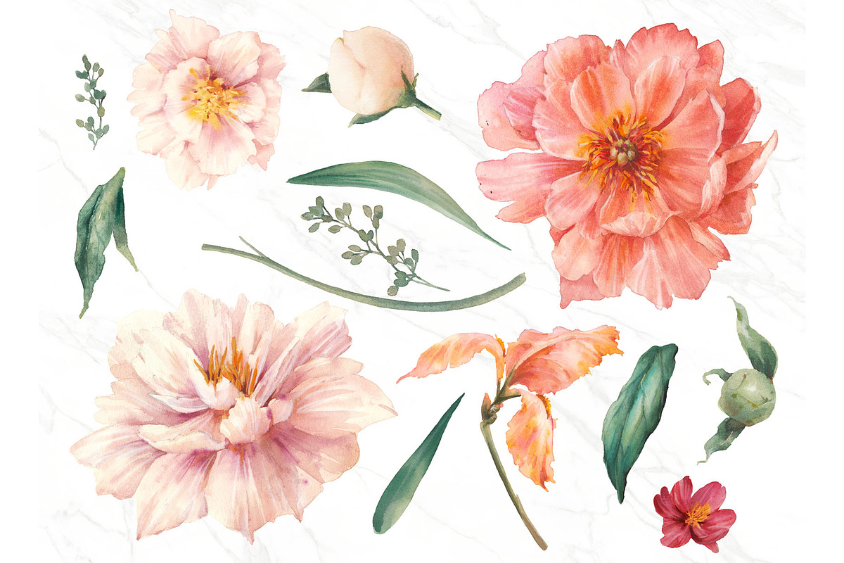 Peony chic, an Illustration by Eisfrei (Photo 3 of 6)